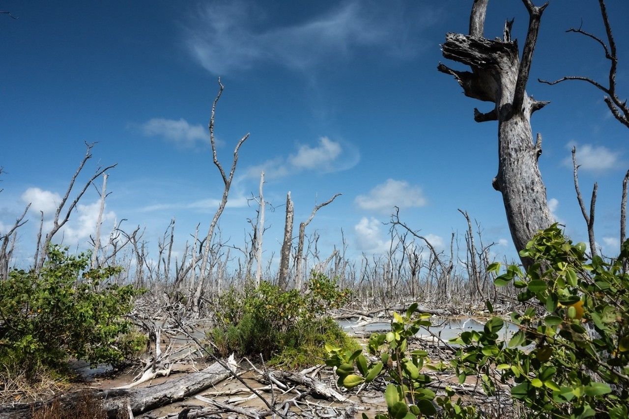 picture6.jpg A photo of a barren mangrove stand demonstrates the spectral atmosphere of Florida’s “ghost forests.” Very few of the trees have leaves.