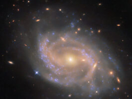 NASA’s Hubble Discovers a Twisting Spiral Galaxy A spiral galaxy with a disk made of several swirling arms. Patchy blue clouds of gas speckle the disk where stars are forming and lighting the gas around them. The core of the galaxy is large and shines brightly gold, while the spiral arms are a paler and faint reddish color. Neighboring galaxies – from small, elongated spots to larger swirling spirals – are visible across the black background.