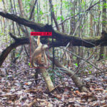 Satellites and AI Combat Deforestation in Project Guacamaya Two animals on a fallen branch in a rainforest with red detection boxes around them