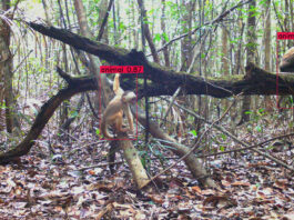 Satellites and AI Combat Deforestation in Project Guacamaya Two animals on a fallen branch in a rainforest with red detection boxes around them