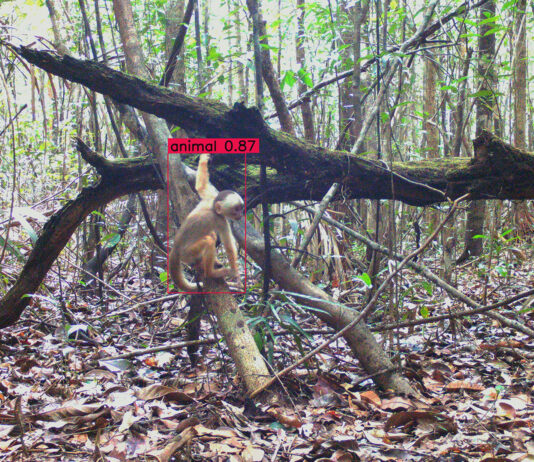 Satellites and AI Combat Deforestation in Project Guacamaya Two animals on a fallen branch in a rainforest with red detection boxes around them