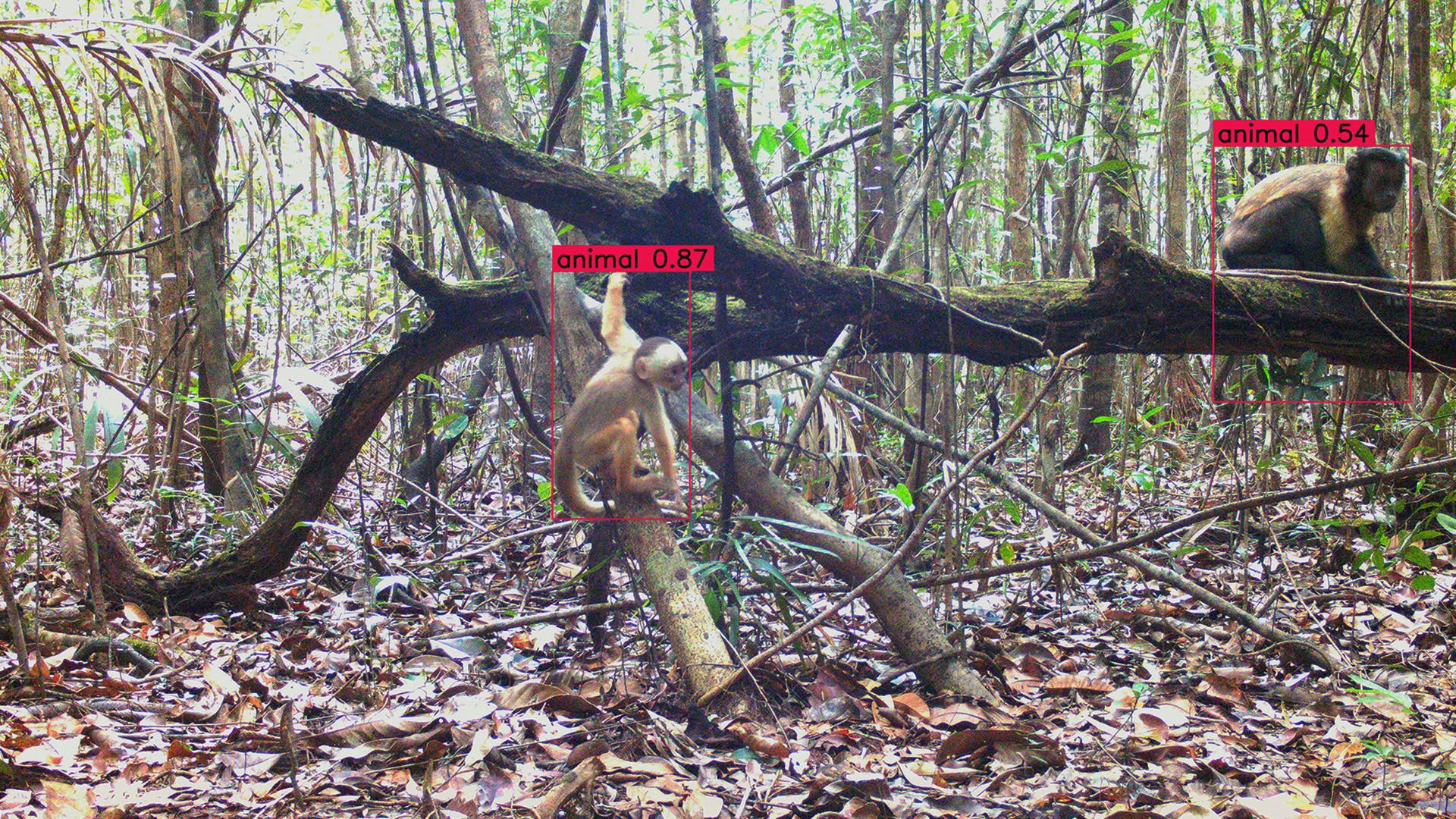 rainforest camera trap animal detection.jpg Two animals on a fallen branch in a rainforest with red detection boxes around them