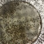 Sterile Insects Deployed in Florida to Control Mosquitoes Sterile Insect Technique Used to Supress Mosquito Disease Vectors in Florida