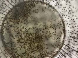 Sterile Insects Deployed in Florida to Control Mosquitoes Sterile Insect Technique Used to Supress Mosquito Disease Vectors in Florida