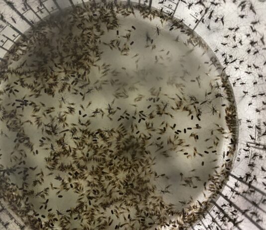 Sterile Insects Deployed in Florida to Control Mosquitoes Sterile Insect Technique Used to Supress Mosquito Disease Vectors in Florida