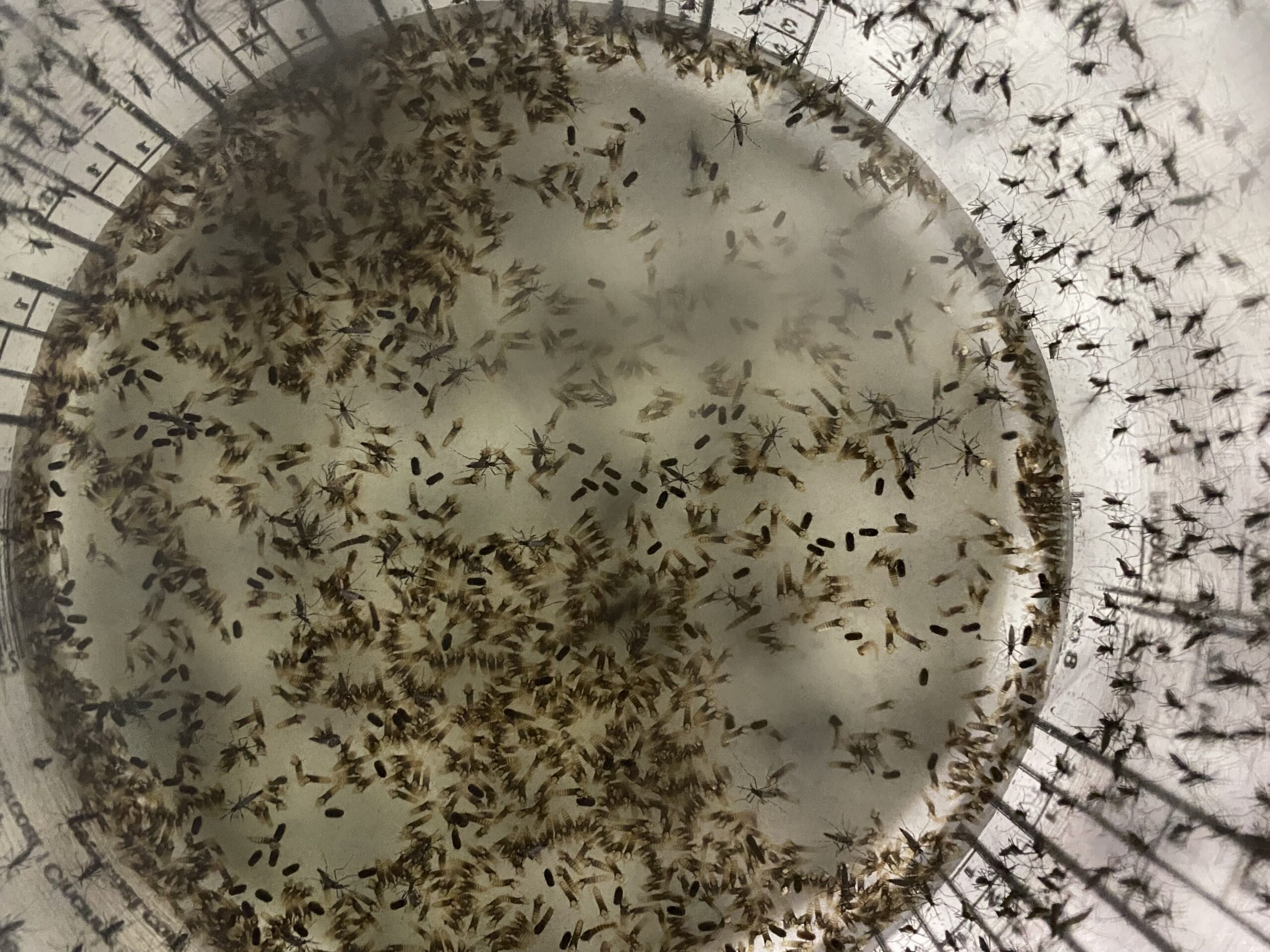 Sterile Insect Technique Used to Supress Mosquito Disease Vectors in Florida