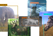 SpeciesNet: Revolutionizing Wildlife Conservation with Open-Source AI How our open-source AI model SpeciesNet is helping to promote wildlife conservation