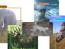 SpeciesNet: Revolutionizing Wildlife Conservation with Open-Source AI How our open-source AI model SpeciesNet is helping to promote wildlife conservation