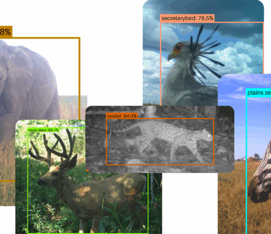 SpeciesNet: Revolutionizing Wildlife Conservation with Open-Source AI How our open-source AI model SpeciesNet is helping to promote wildlife conservation
