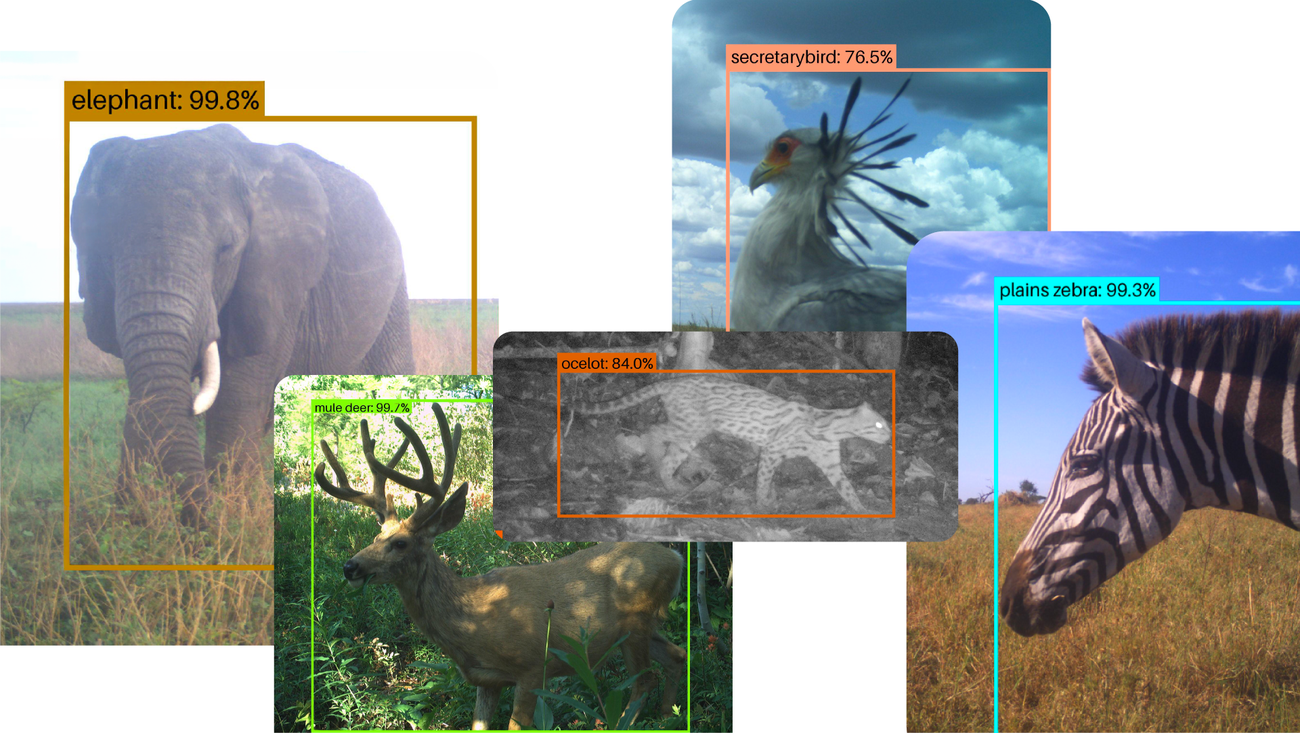 How our open-source AI model SpeciesNet is helping to promote wildlife conservation