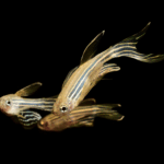 Creating an Unprecedented Dataset for Brain Activity Research How we built one of the most ambitious datasets in brain activity research