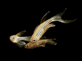 Creating an Unprecedented Dataset for Brain Activity Research How we built one of the most ambitious datasets in brain activity research