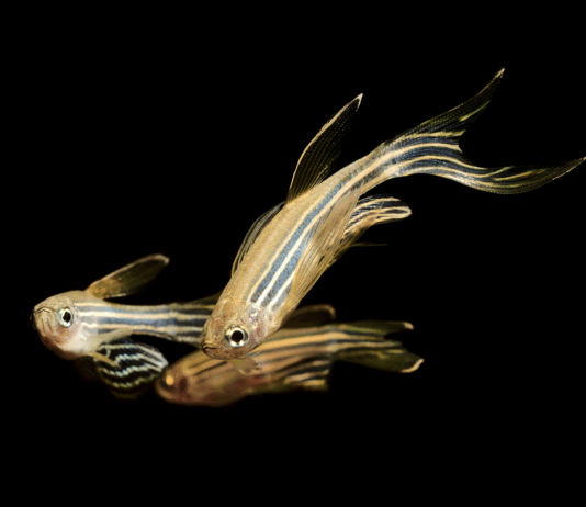 Creating an Unprecedented Dataset for Brain Activity Research How we built one of the most ambitious datasets in brain activity research