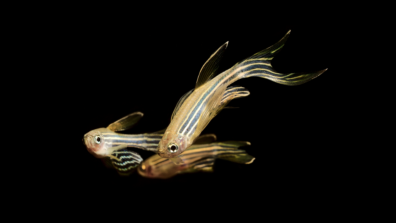 ss how we built one of the most ambitious dat.width 1300.png How we built one of the most ambitious datasets in brain activity research