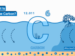 Understanding Blue Carbon: A Brief Overview What Is Blue Carbon?