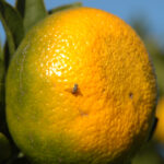 Breakthrough in Genetics Revolutionizes Global Insect Pest Management Genetic Discovery Advances Insect Pest Control Worldwide