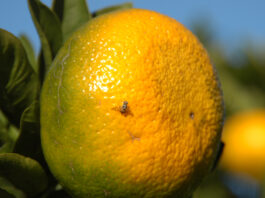 Breakthrough in Genetics Revolutionizes Global Insect Pest Management Genetic Discovery Advances Insect Pest Control Worldwide