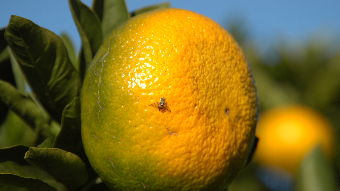 wild fly in croatia 1140x640.jpg Genetic Discovery Advances Insect Pest Control Worldwide