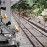 Zordi Utilizes AI, Robotics for Indoor Strawberry Cultivation Taste of Success: Zordi Plants AI and Robotics to Grow Flavorful Strawberries Indoors