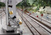 Zordi Utilizes AI, Robotics for Indoor Strawberry Cultivation Taste of Success: Zordi Plants AI and Robotics to Grow Flavorful Strawberries Indoors