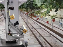 Zordi Utilizes AI, Robotics for Indoor Strawberry Cultivation Taste of Success: Zordi Plants AI and Robotics to Grow Flavorful Strawberries Indoors