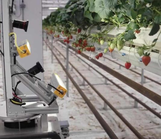Zordi Utilizes AI, Robotics for Indoor Strawberry Cultivation Taste of Success: Zordi Plants AI and Robotics to Grow Flavorful Strawberries Indoors