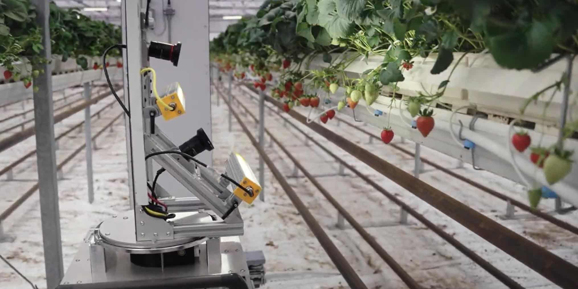 zordi.jpg Taste of Success: Zordi Plants AI and Robotics to Grow Flavorful Strawberries Indoors